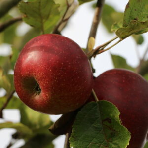 Pommier « Ruban » – (Malus domestica)