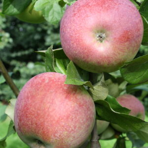 Pommier « Sans pareille de Peasgood » – (Malus domestica)