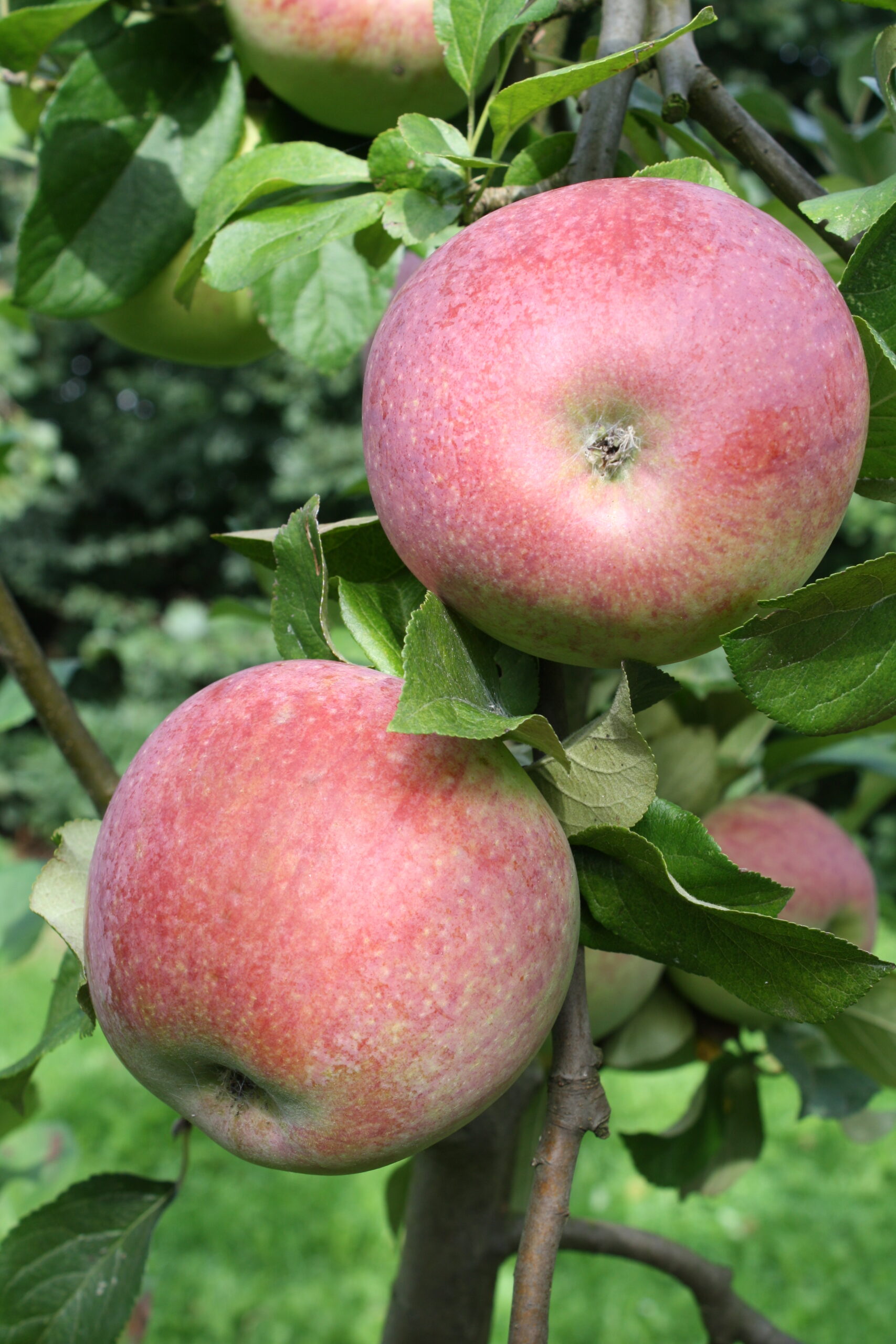 Pommier « Sans pareille de Peasgood » – (Malus domestica)