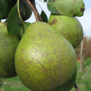 Poirier "Sucrée de Montluçon" - (Pyrus communis)