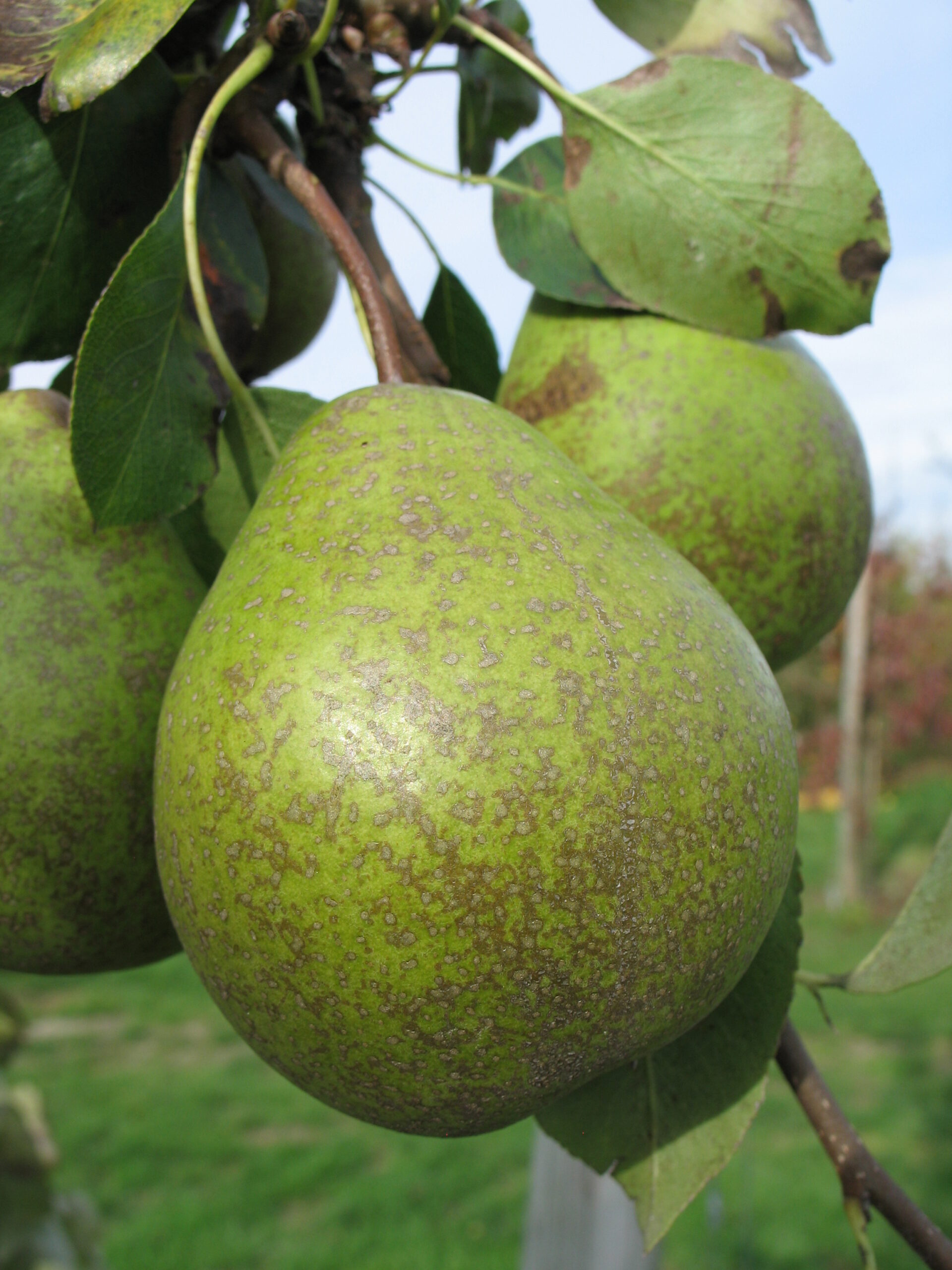 Poirier "Sucrée de Montluçon" - (Pyrus communis)