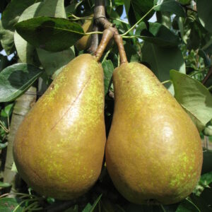 Poirier "Triomphe de Vienne" - (Pyrus communis)