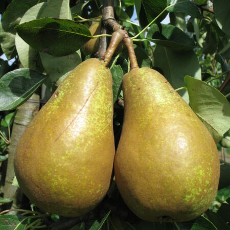 Poirier "Triomphe de Vienne" - (Pyrus communis)