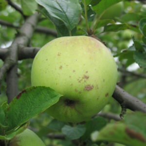 Pommier « Verdin d'automne » – (Malus domestica)