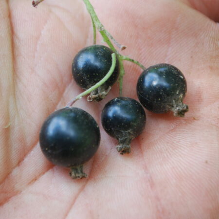 Cassissier "Coswold cross" - (Ribes nigrum)