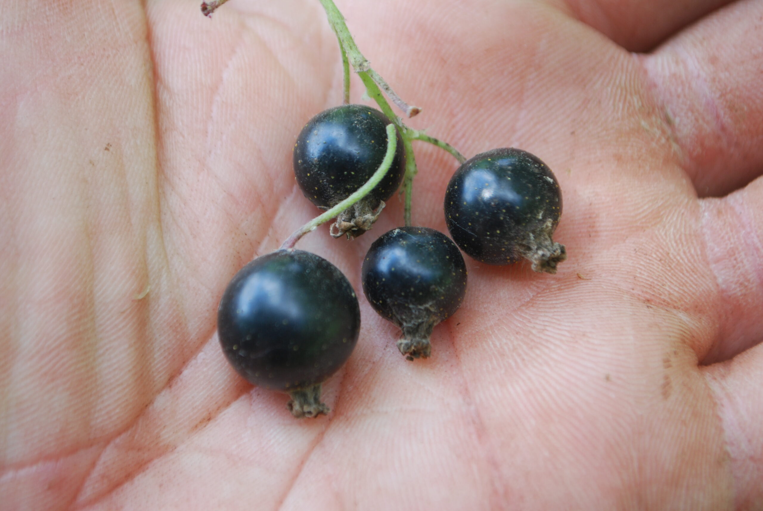 Cassissier "Coswold cross" - (Ribes nigrum)