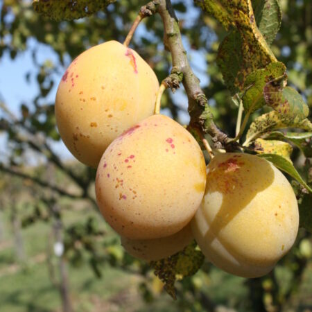 Prunier "Goutte d’or de Coe" - (Prunus domestica)