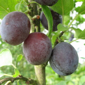 Prunier "Madeleine" - (Prunus domestica)