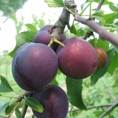 Prunier "Monsieur hâtif" - (Prunus domestica)