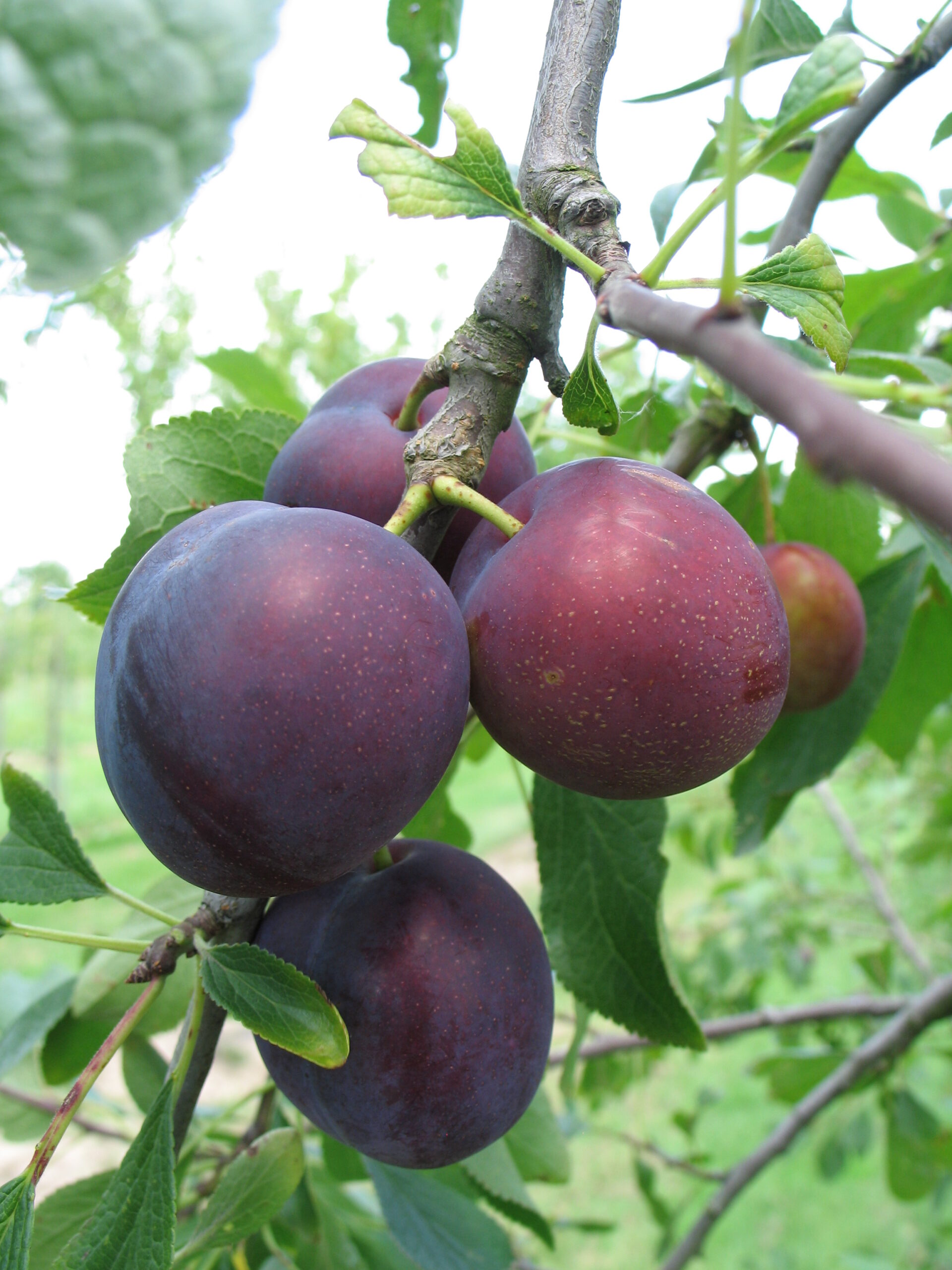 Prunier "Monsieur hâtif" - (Prunus domestica)