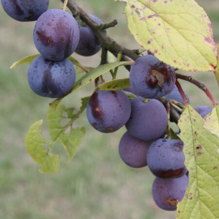 Prunier "Noberte" - (Prunus domestica)