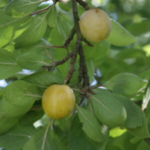 Prunier "Prune de Floyon" - (Prunus domestica)