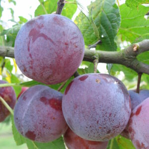 Prunier "Reine-Claude d’Althan" - (Prunus domestica)