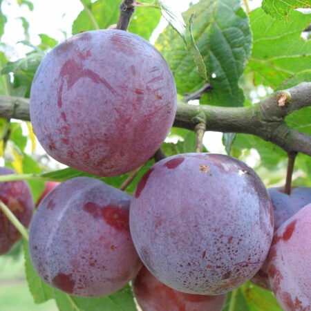 Prunier "Reine-Claude d’Althan" - (Prunus domestica)