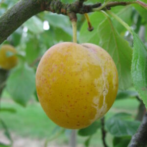 Prunier "Reine-Claude d’Oullins" - (Prunus domestica)