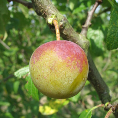 Prunier "Reine-Claude dorée" - (Prunus domestica)