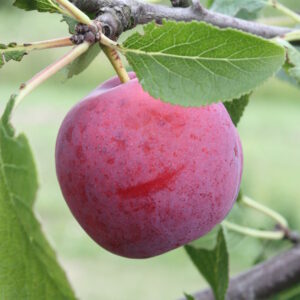 Prunier "Reine-Claude rouge hâtive" - (Prunus domestica)