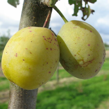 Prunier "Sainte Catherine" - (Prunus domestica)
