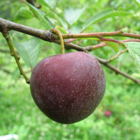 Prunier "Sanguine de Wismes" - (Prunus salicina)