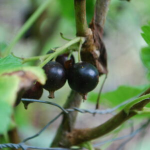 Cassissier "Andéga" - (Ribes nigrum)