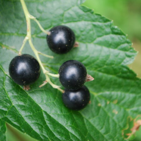 Cassissier "Géant de Boskoop" - (Ribes nigrum)