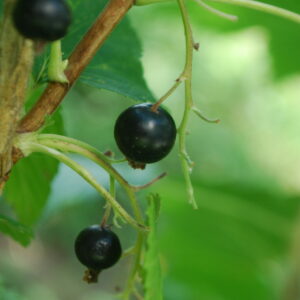 Cassissier « Noir de Bourgogne » – (Ribes nigrum)