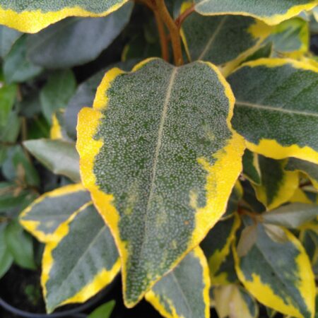 Chalef "Gilt Edge" - Elaeagnus ×ebbingei