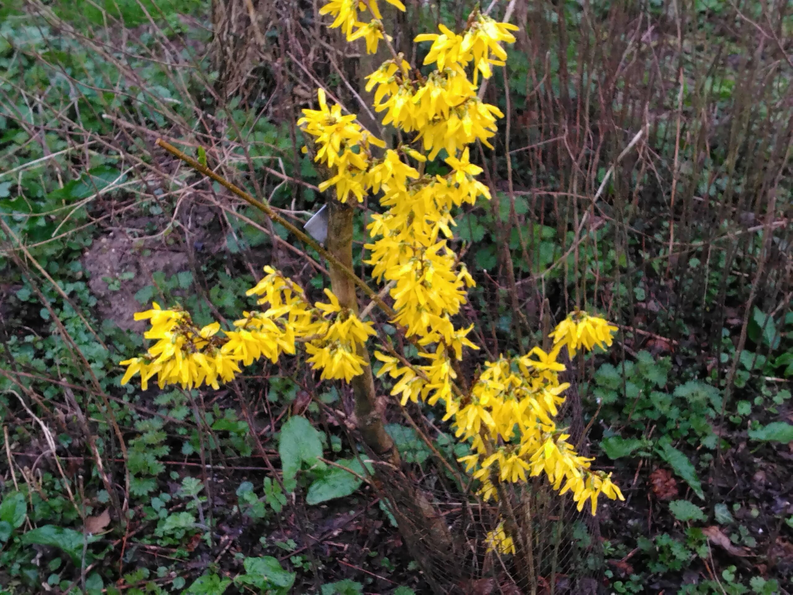 Forsythia – (Forsythia)