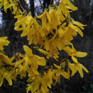Forsythia - (Forsythia)