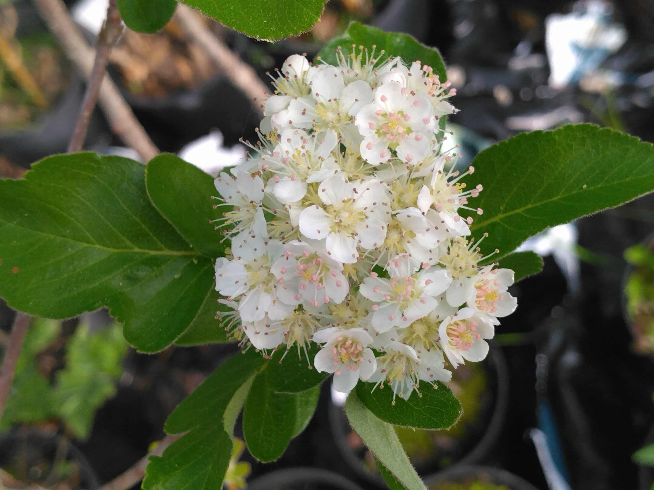 Sorbier “Titan” – (Sorbus aucuparia x aronia melanocarpa)
