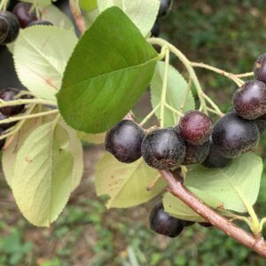 Aronia "Viking" - Aronia prunifolia