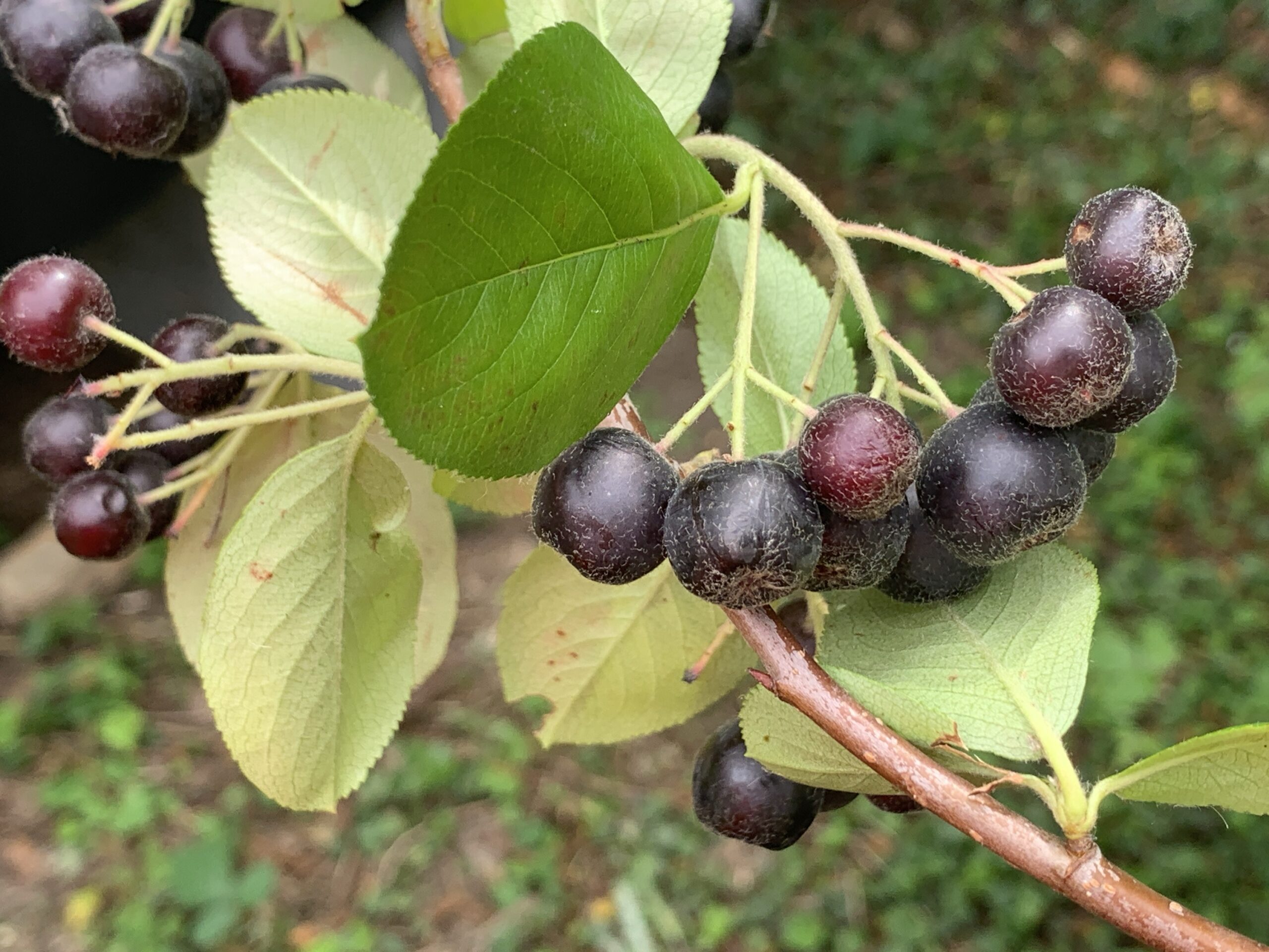 Aronia "Viking" - Aronia prunifolia