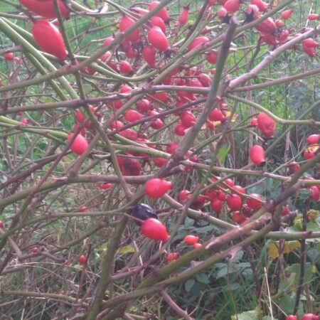 Eglantier - (Rosa canina)