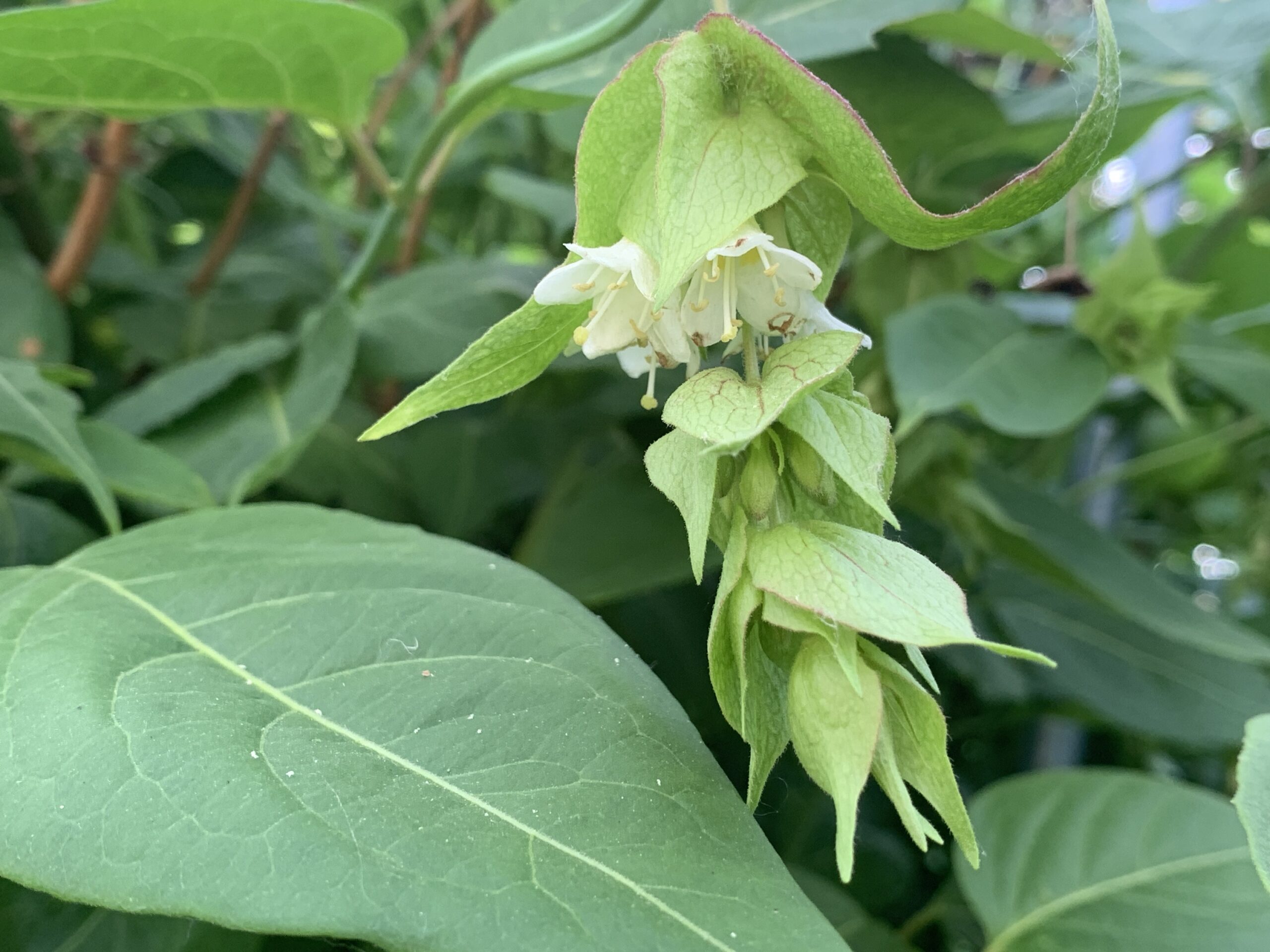 Arbre aux faisans – (Leycesteria formosa)