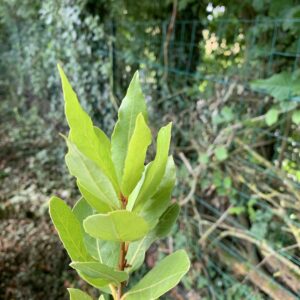 Laurier-sauce -  (Laurus nobilis)