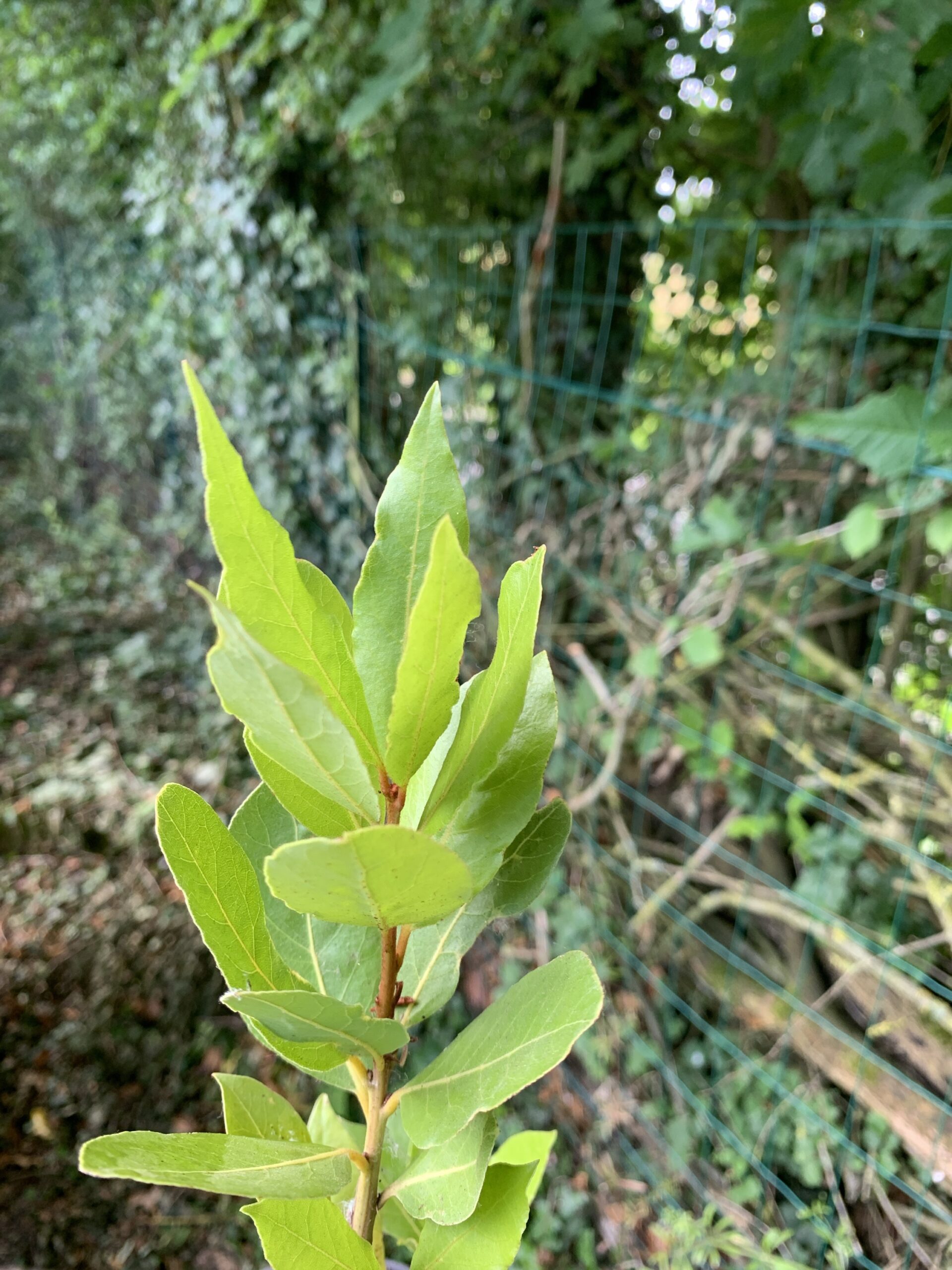 Laurier-sauce - (Laurus nobilis)