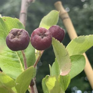 Sorbier "Titan" - (Sorbus aucuparia x aronia melanocarpa)