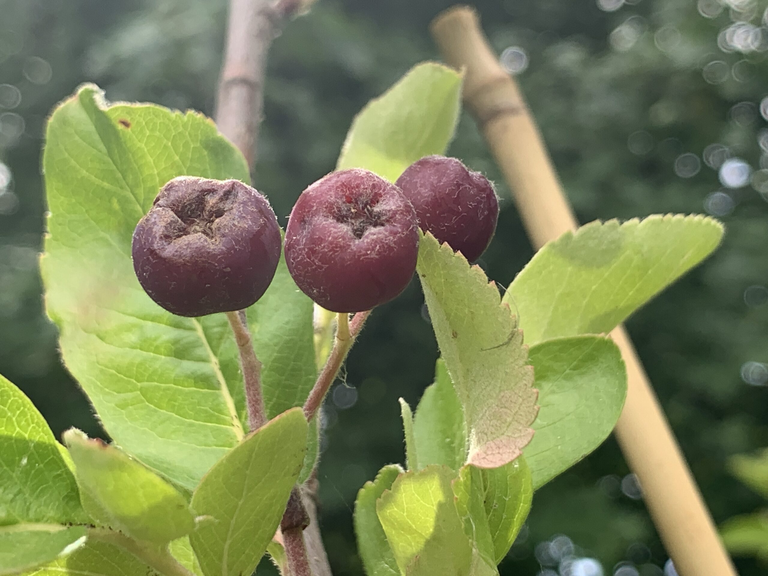 Sorbier "Titan" - (Sorbus aucuparia x aronia melanocarpa)