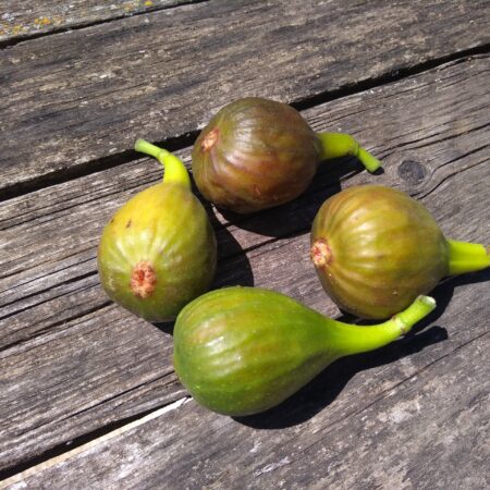 Figuier "Brown Turkey" - (Ficus carica)
