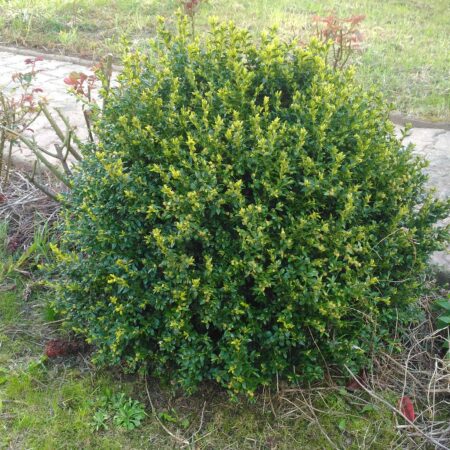 Buis - (Buxus sempervirens)
