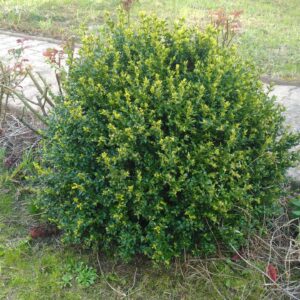 Buis - (Buxus sempervirens)
