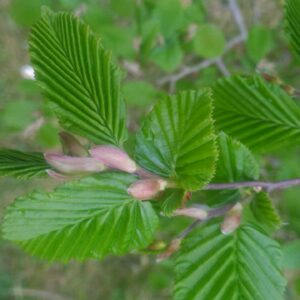 Charme - (Carpinus betulus)