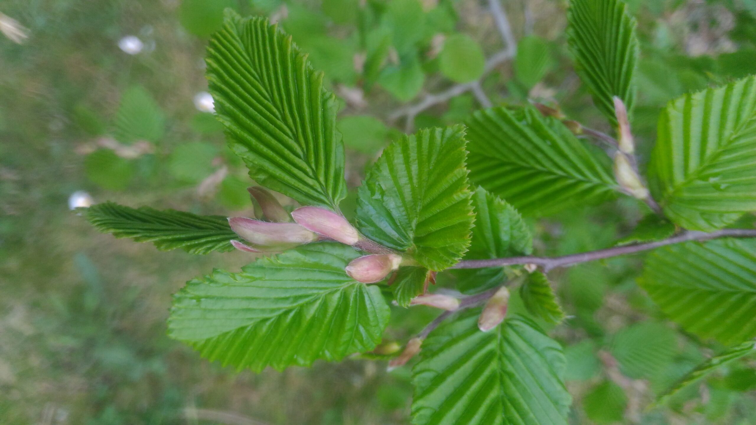 Charme - (Carpinus betulus)