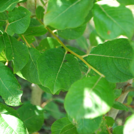 Saule marsault - (Salix caprea)