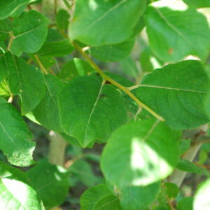 Saule marsault - (Salix caprea)
