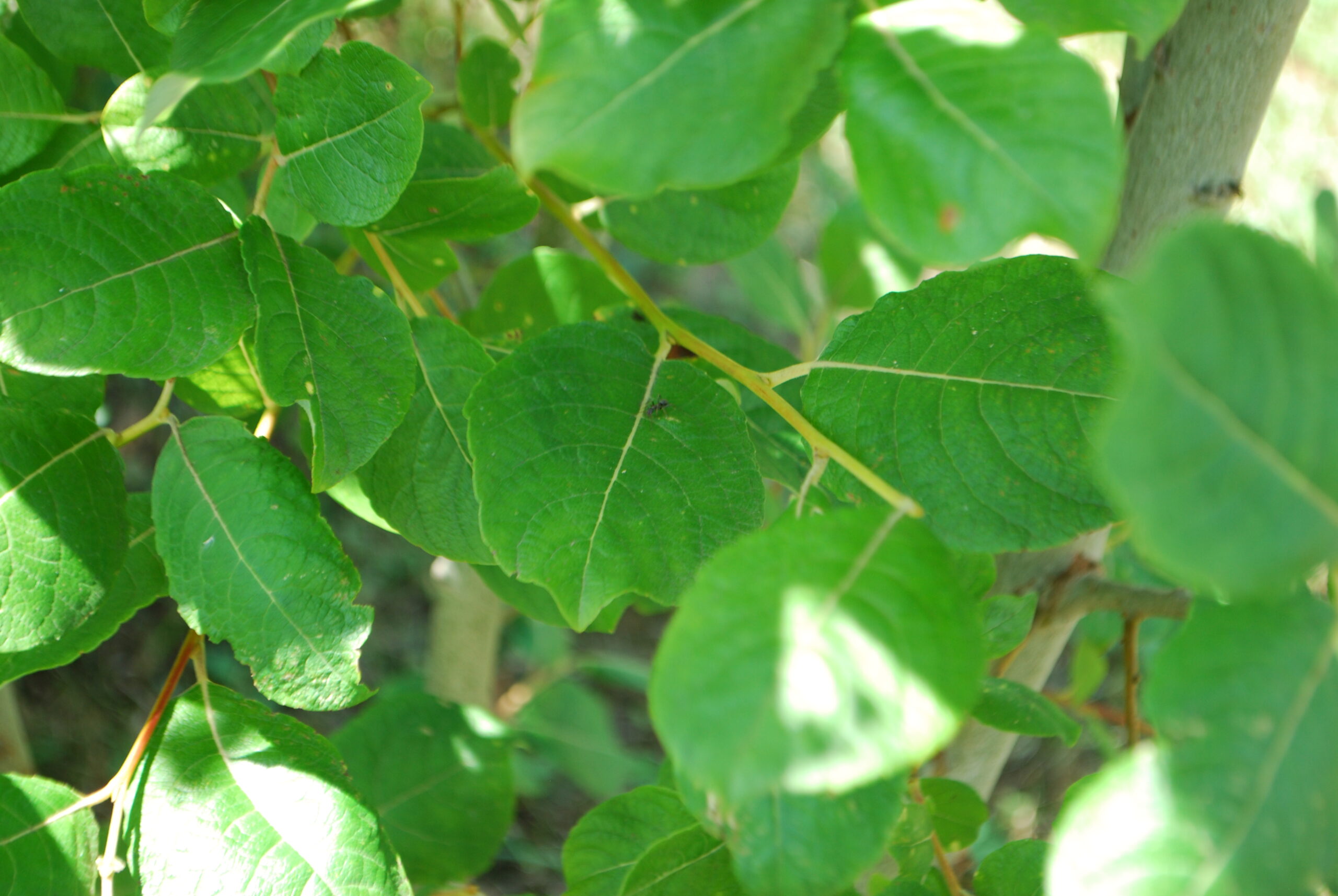Saule marsault - (Salix caprea)