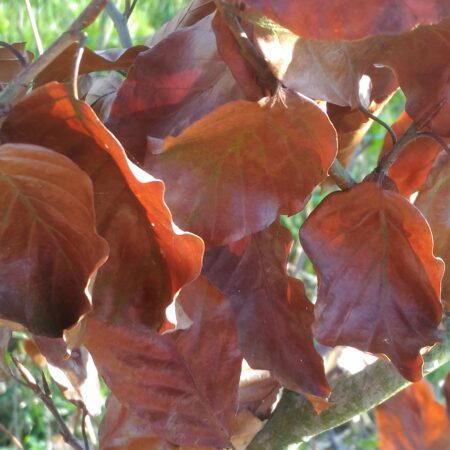 Hêtre - (Fagus sylvatica)