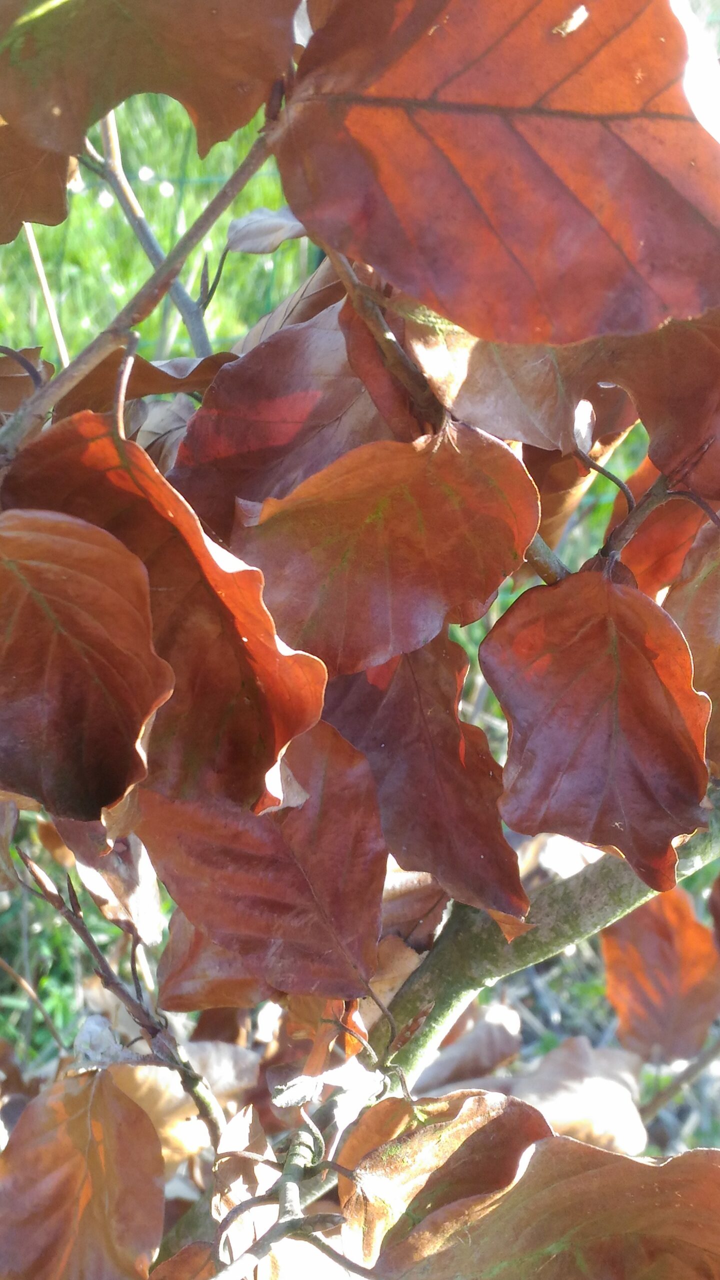 Hêtre - (Fagus sylvatica)