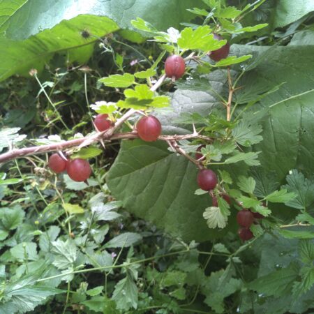 Groseillier à maquereau "Hinnomaki Red" - (Ribes uva-crispa)
