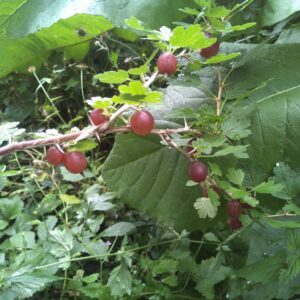 Groseillier à maquereau "Hinnomaki Red" - (Ribes uva-crispa)